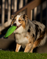 Riggs