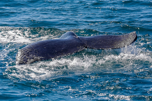 NB-whale watching-5532