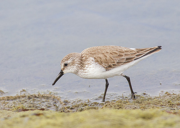 BolsaChica-2014-3406
