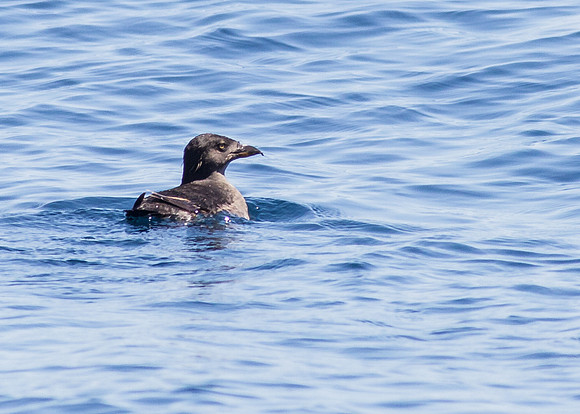 OC-Dana Point Pelagic 2014-7225