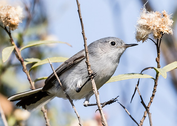 Blue-gray Gnatcatcher