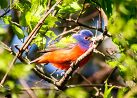 Painted Bunting