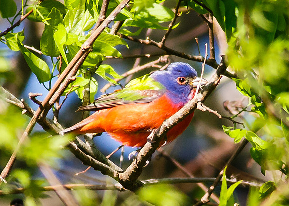 Painted Bunting