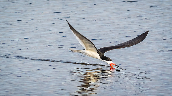 Skimming it good