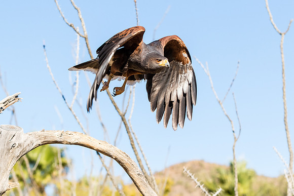 Harris's hawk
