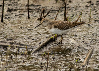 SouthTexas2014-2873