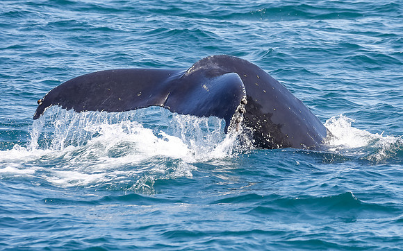 NB-whale watching-5578
