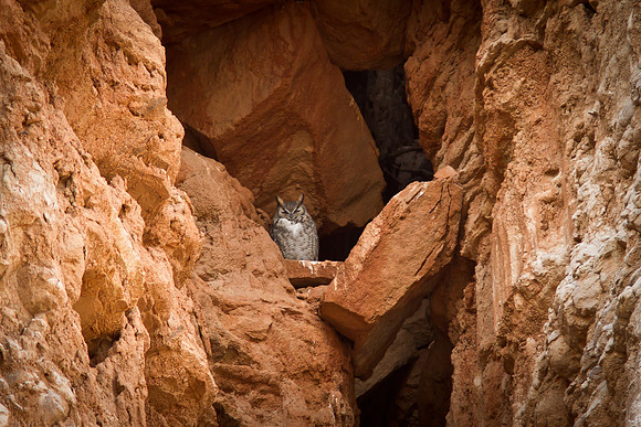 RedRockCyn-8785