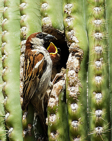 Desert nest
