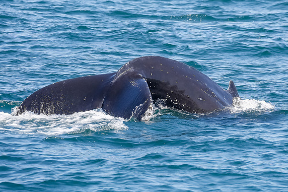 NB-whale watching-5577