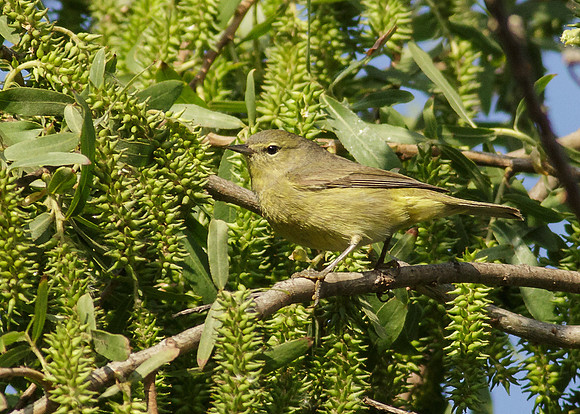 Orange-crowned Warbler