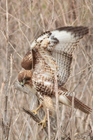 Red Tail Hawk