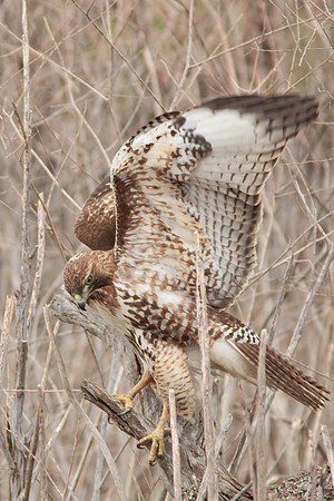 Red Tail Hawk