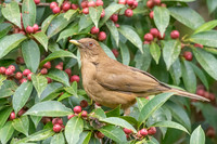 Clay-colored Thrush