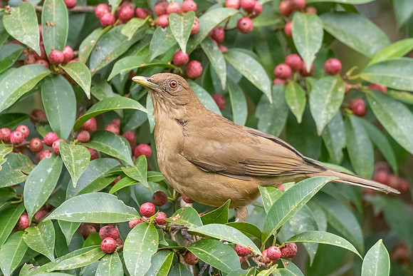 Clay-colored Thrush