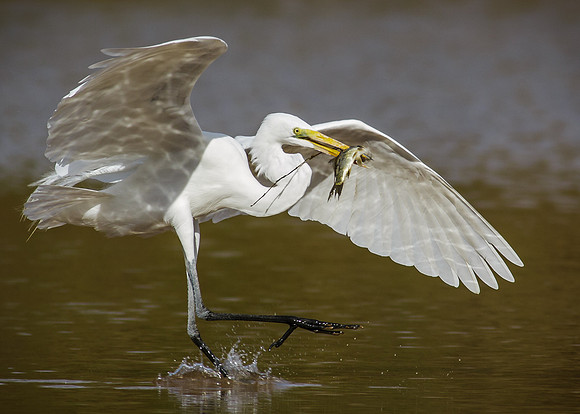 Egret happy dance......