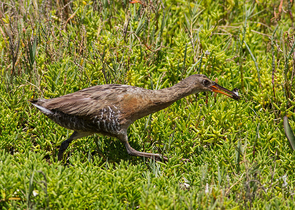 Light-footed Clapper Rail Chick