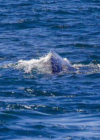California Gray whale