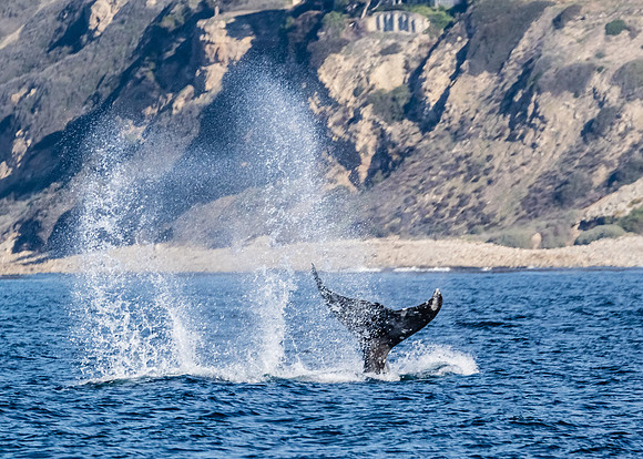 Gray Whale