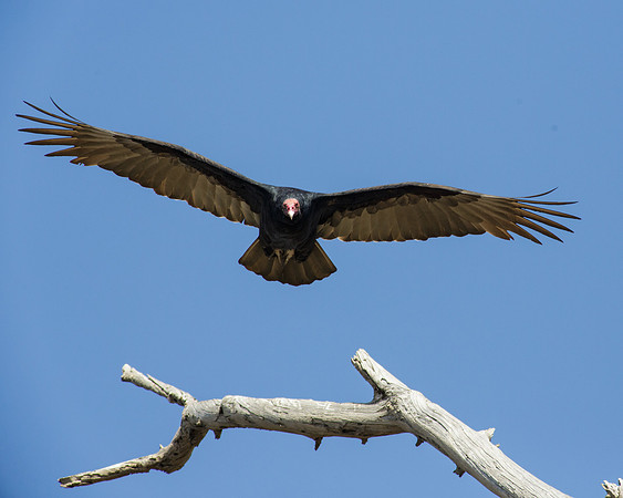 In for a landing....