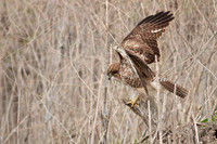 Red Tail Hawk