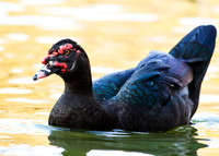 Muscovy Duck