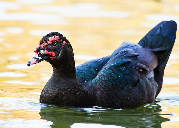 Muscovy Duck