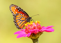 Queen Butterfly