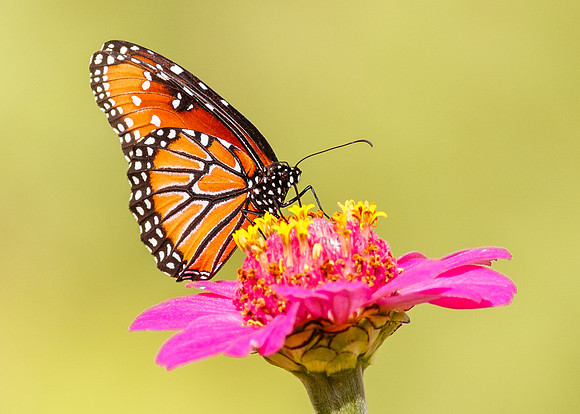 Queen Butterfly