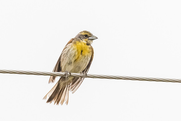 Dickcissel