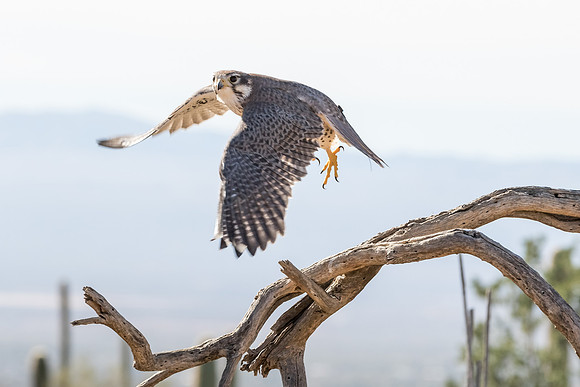 Prairie falcon
