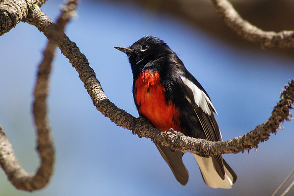 Male Painted Redstart