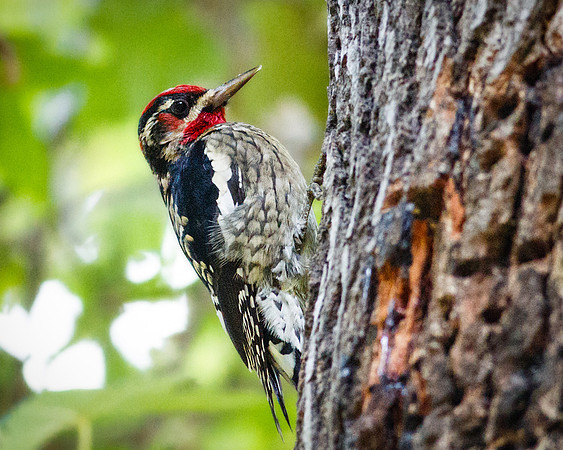 Red-Naped Sapsucker