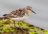 PlayaDelRey-2283