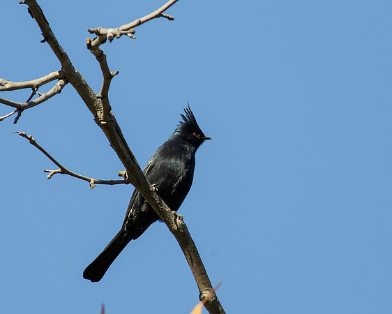 Phainopepla