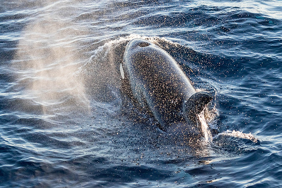 LB-WhaleWaching-2015-6164