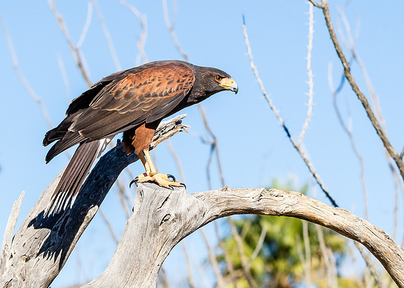 Harris's hawk