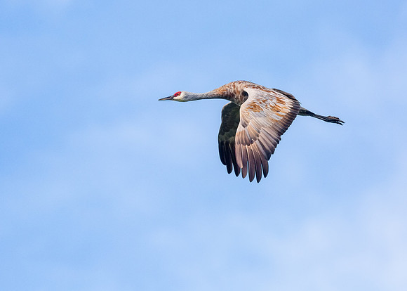 Flight of the crane....