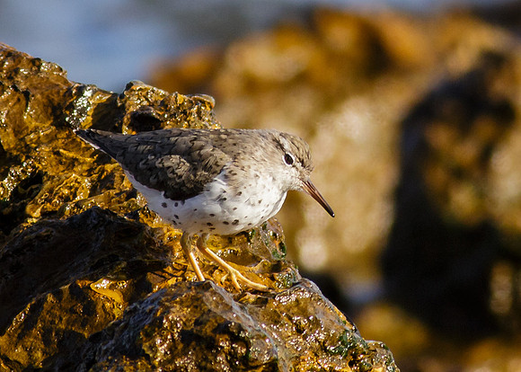 Spotted Sandpiper