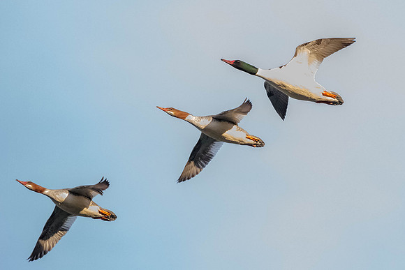 Common Merganser trio