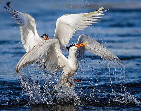 Water Wings