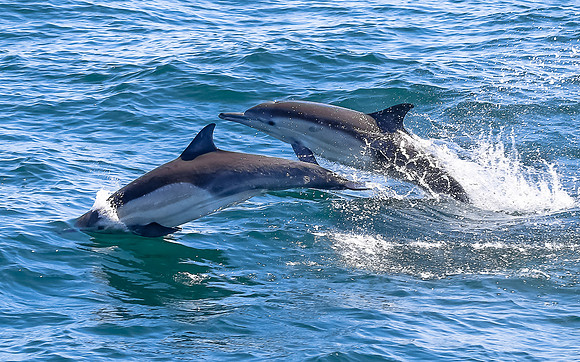Dolphin Duo