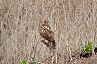 Red Tail Hawk