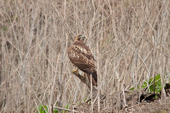 Red Tail Hawk