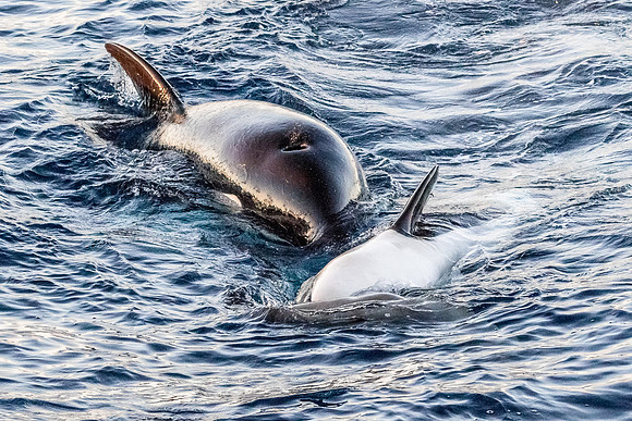 LB-WhaleWaching-2015-6718