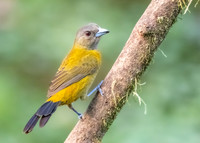 Female Passerini's Tanager