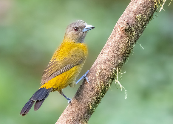 Female Passerini's Tanager