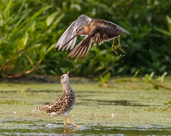 River Wars - Ruff rules