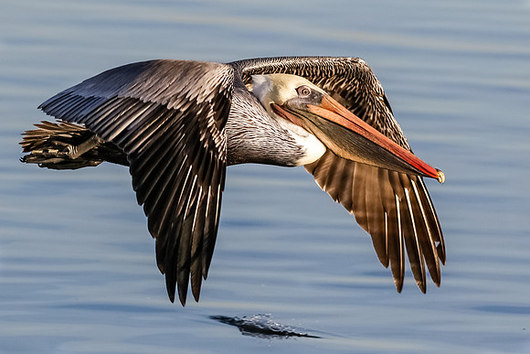 Brown Pelican