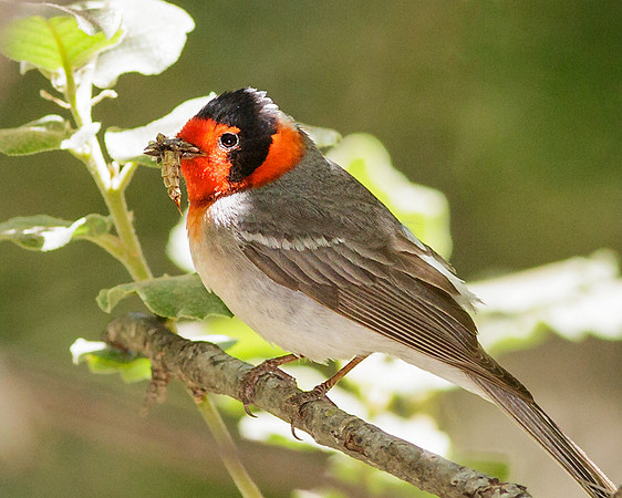 Red-Faced Warbler